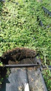铺地锦竹草入选建设屋顶绿化技术